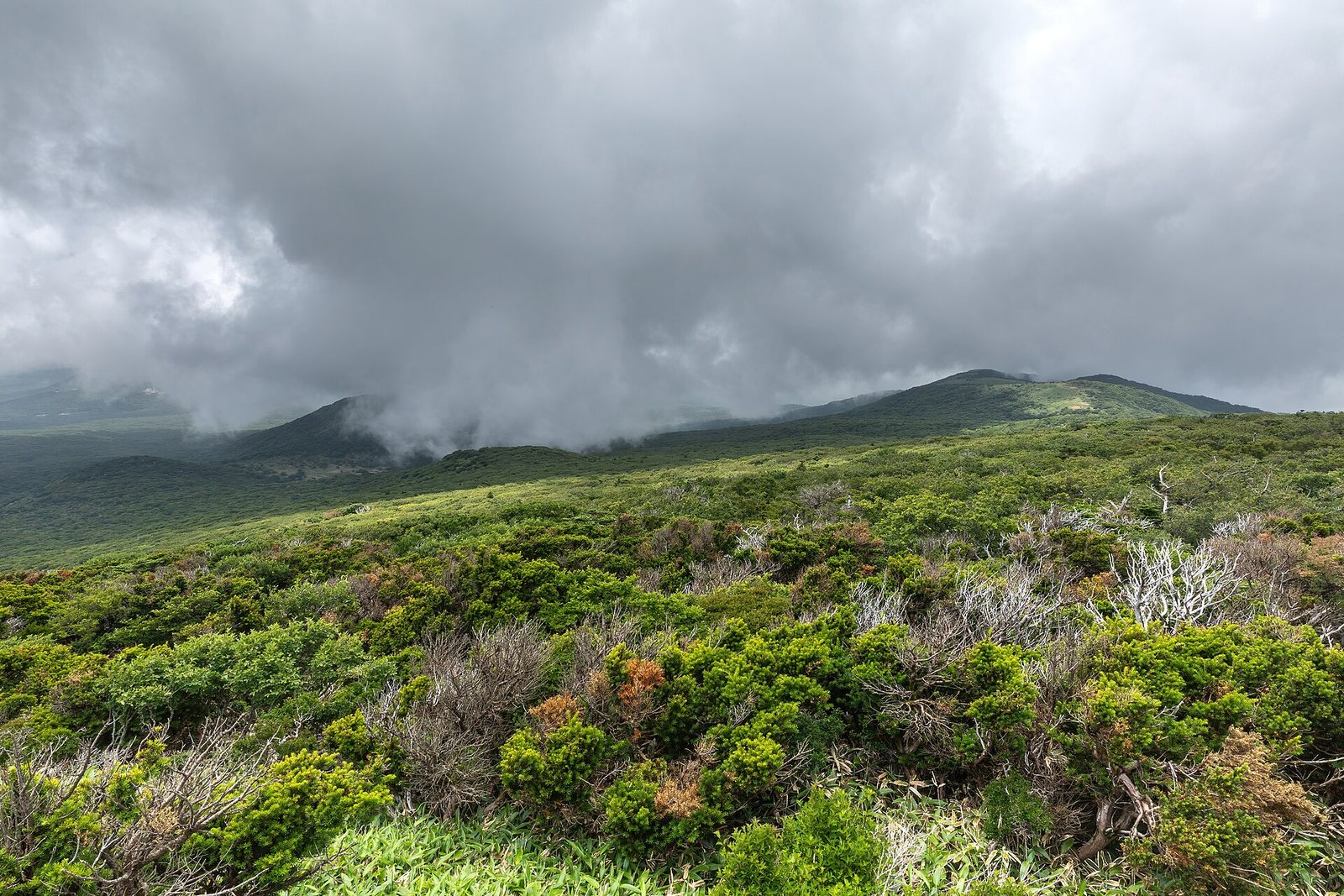 漢拏山山頂的雲霧與低海拔植被。