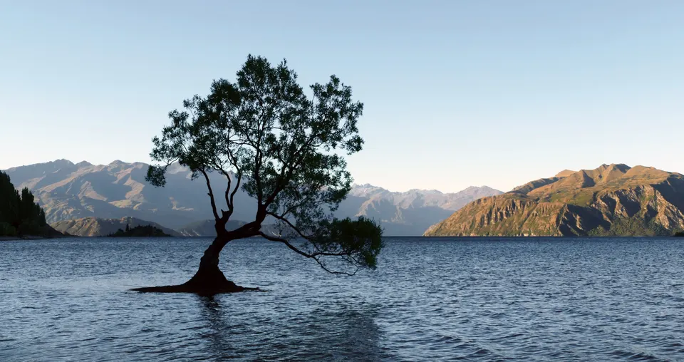 That Wānaka Tree
