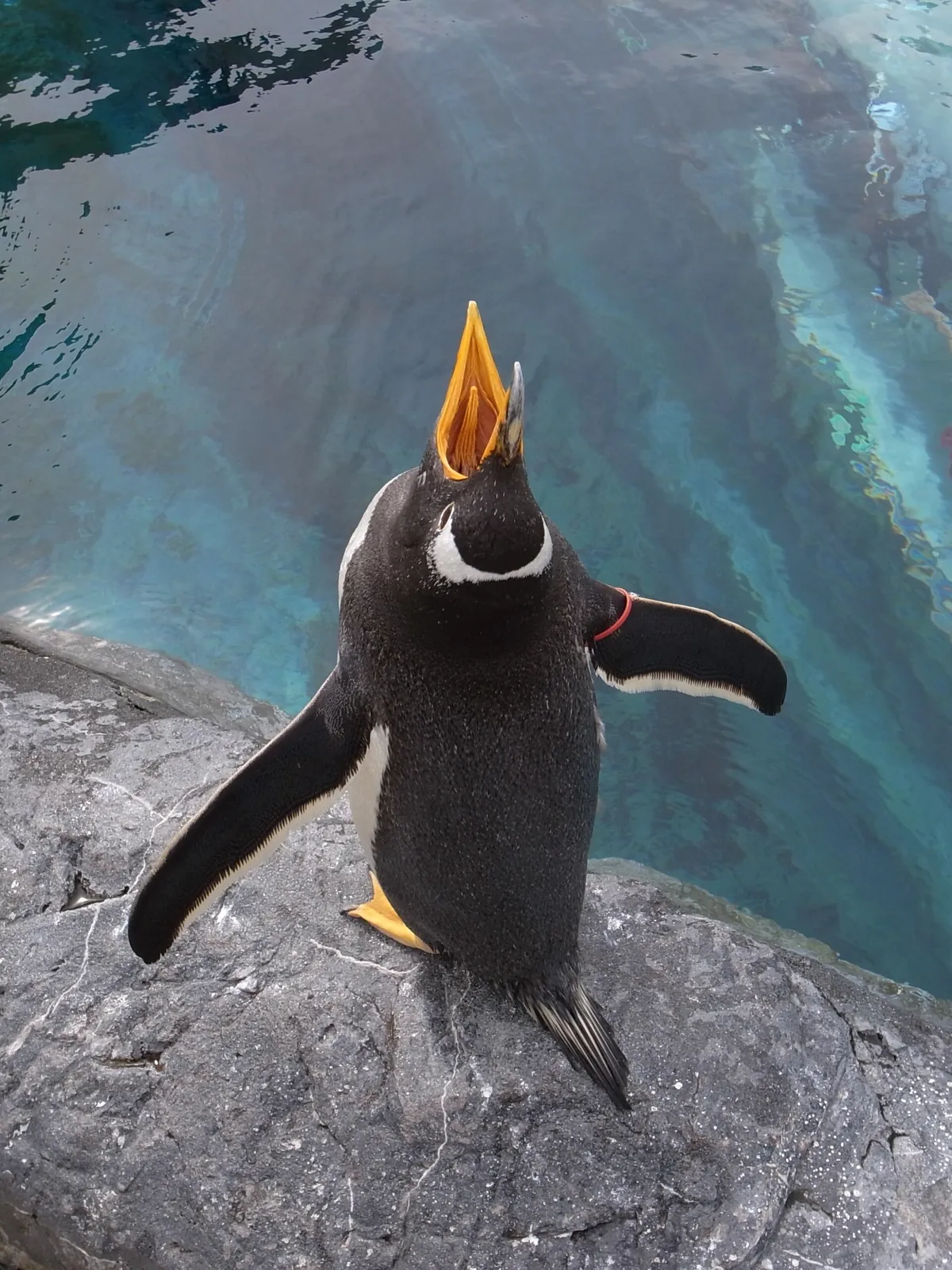 Asahiyama Zoo
