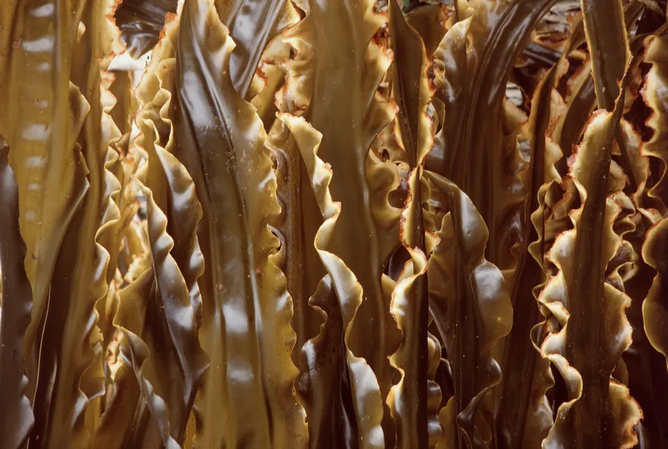 Kelp