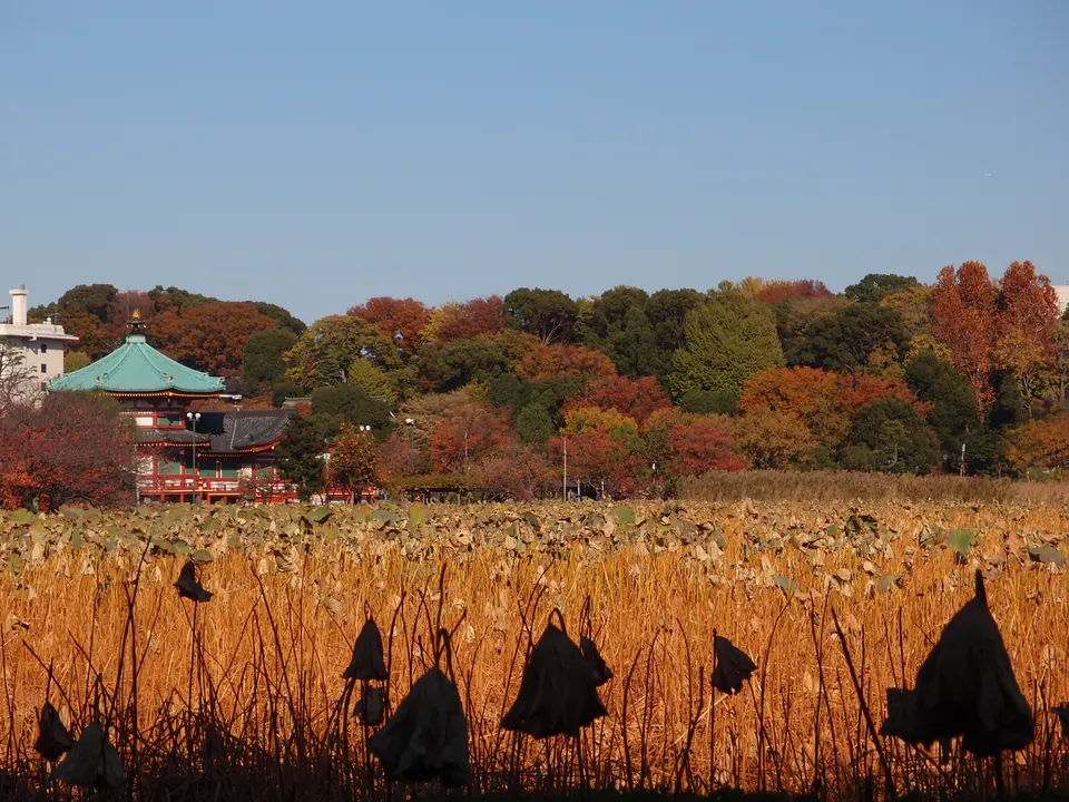上野