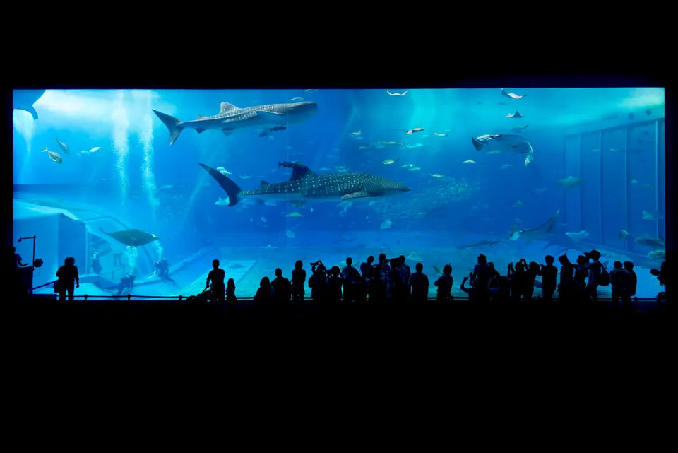 旅途照片：Commons Okinawa Churaumi Aquarium 960