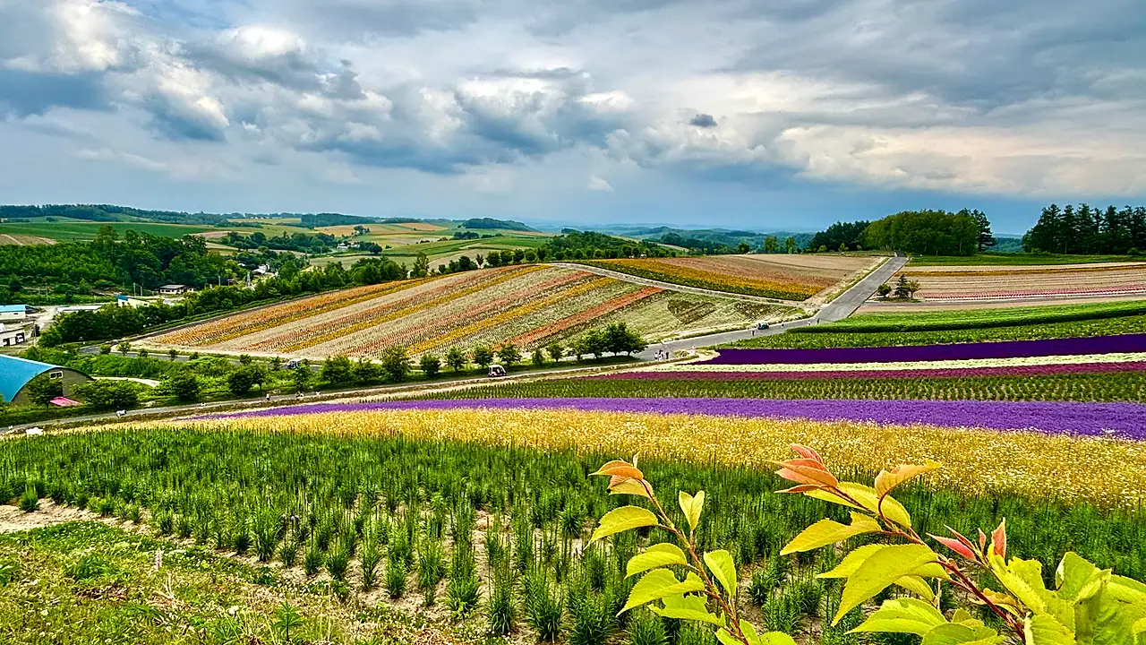旅途照片：Founder Hok Flower Hills 1280