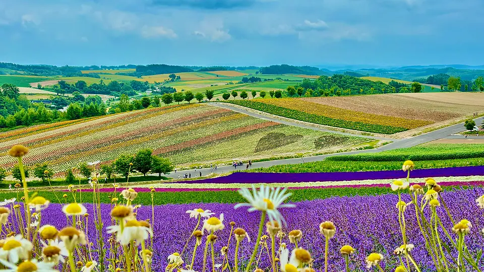 Farm Tomita