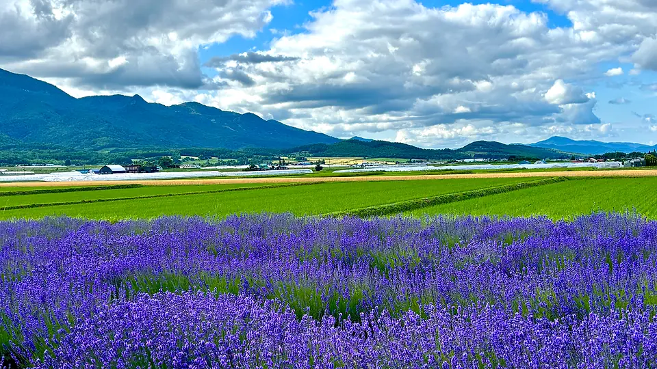 Biei & Furano Flower Fields Journey